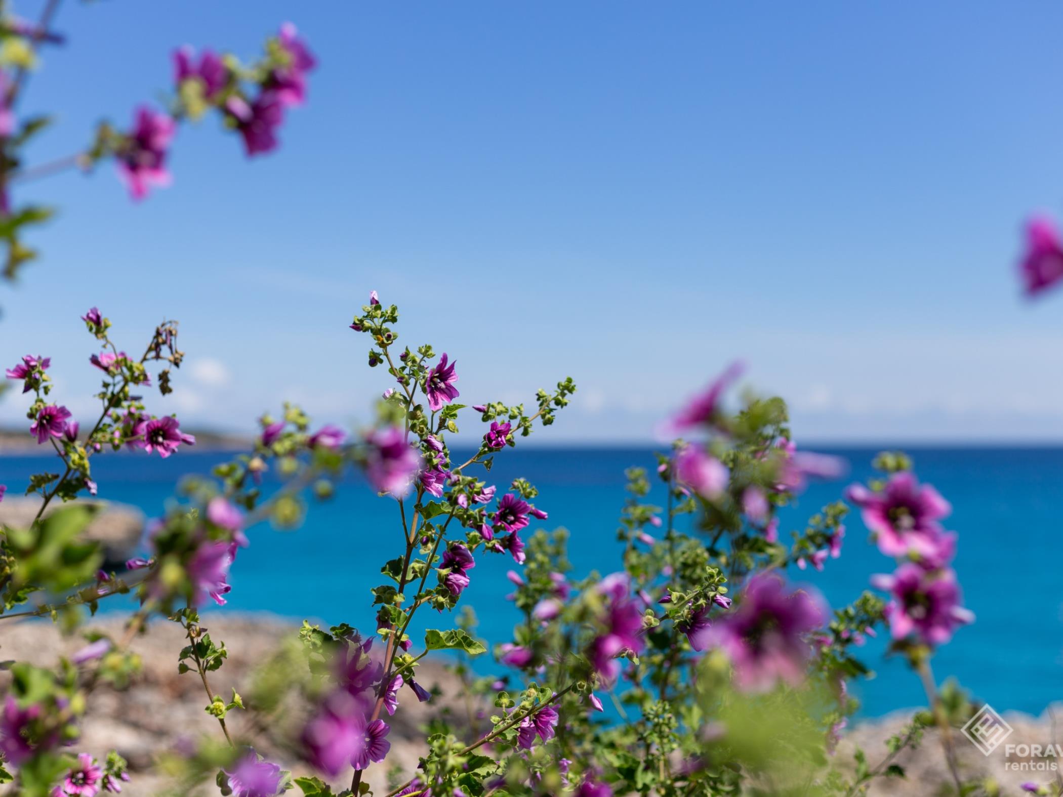 Fonoll Mari - Foravila Rentals